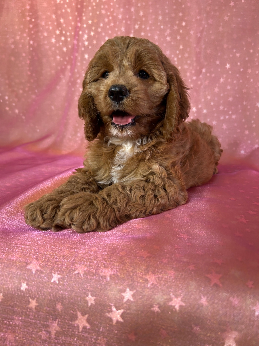 Female Cockapoo Pup for Sale DOB 3-27-2026 $950
